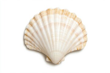 A beautiful white scallop shell, showcasing its unique texture and intricate patterns, perfect for coastal themes.