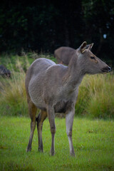 Wildlife in Wyoming, Morning Moose