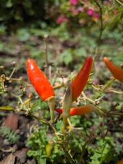 red chili pepper