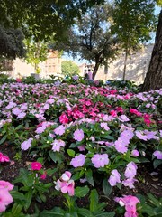 flowers in the garden