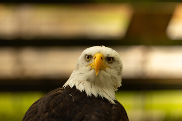 Aguila calva 