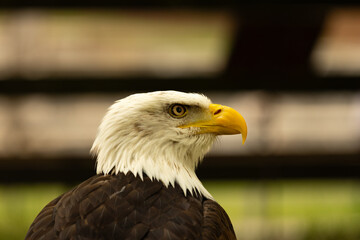 Aguila calva