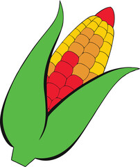 Fresh simple ear of corn with husks intact perfect for a summer grill or healthy snack
