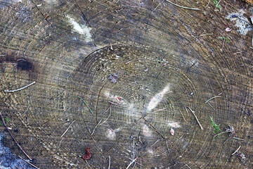 Image of a cut tree, texture.