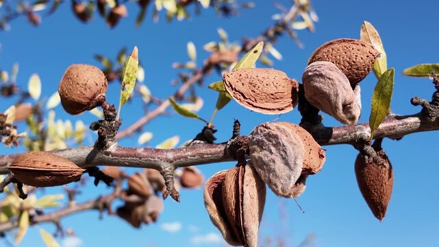 Arbol almendro con almendras