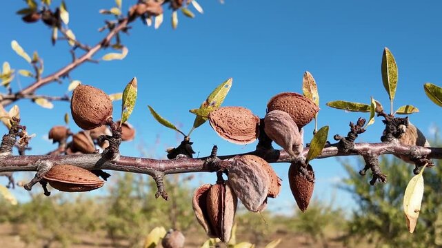 Arbol almendro con almendras
