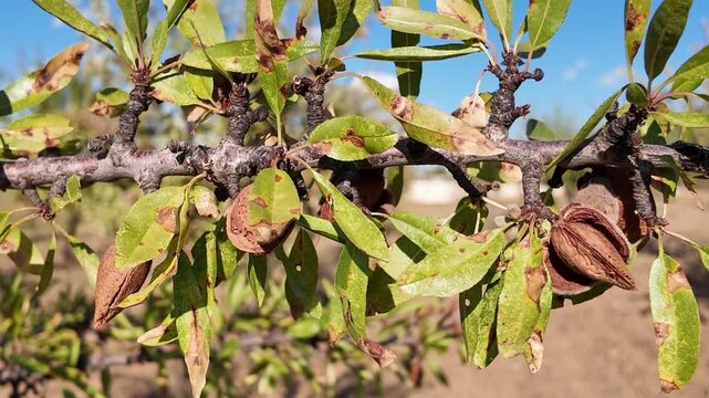 Arbol almendro con almendras