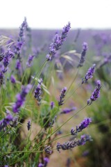 lavender field in region