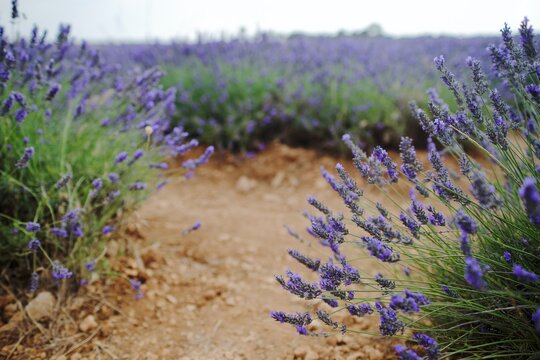 lavender field region