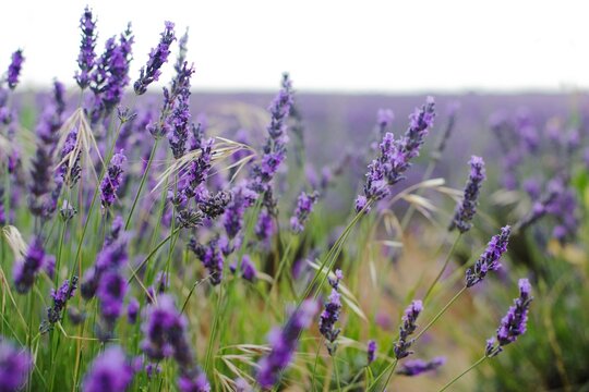 lavender field in region
