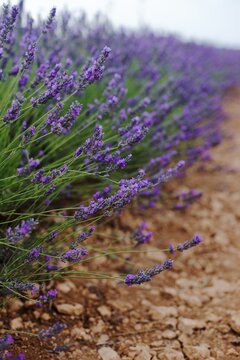 bunch of lavender