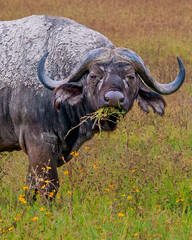Cape Buffalo Grazing in the Ngorongoro Crater