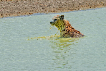 Hyena Cooling Off in a Waterhole