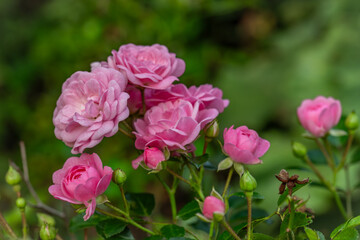 Botanical garden with color blossoms of flowers in summer hot morning