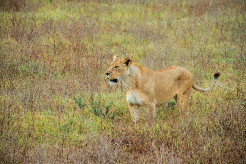 Lioness Surveying Her Territory