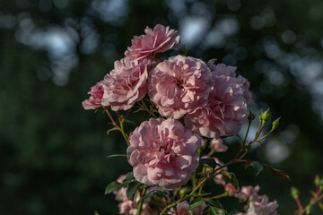 Fototapeta premium Botanical garden with color blossoms of flowers in summer hot morning