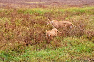 Two Lions Walking in Tall Grass