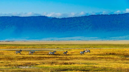 Obraz premium Zebras Running in the Ngorongoro Crater