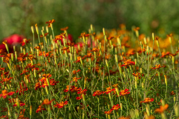 Botanical garden with color blossoms of flowers in summer hot morning