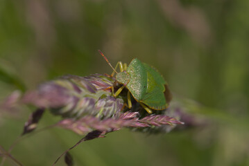 Common Green Shield Bug (Palomena prasina) on grass stem, taken near Salisbury, England.