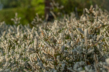 Color heather blooming flower in summer morning in garden