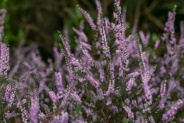 Obraz premium Color heather blooming flower in summer morning in garden