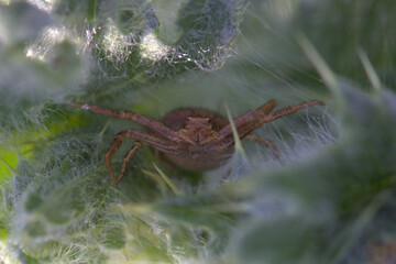 Brown Crab Spider hiding between leaves, taken near Salisbury, England.