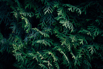 A close up of green White Cedar branches