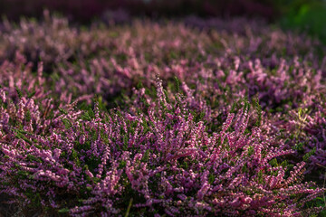 Color heather blooming flower in summer morning in garden