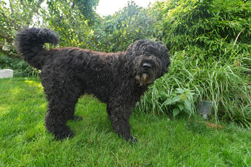 Closeup on a gentle furry Flemish black pure-breed sheepdog, Bouvier de Flandres