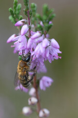 Closeup on a brown female Heather mining bee, Andrena fuscipes on itt's host plant, Calluna vulgaris