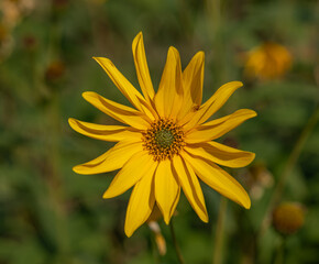 Botanical garden with color blossoms of flowers in summer hot morning
