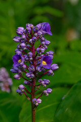 Obraz premium Botanical garden with color blossoms of flowers in summer hot morning