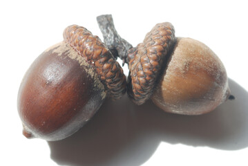 two acorns isolated on white background © Paula