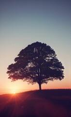 tree on hill at sunset sunrise