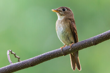 flycatcher