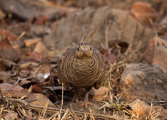 Obraz premium Painted sandgrouse looking eagerly at Panna Tiger Reserve , Madhya Pradesh, India