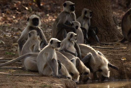 A troop of Gray Langur drinking water at Panna Tiger Reserve, Madhya pradesh, India