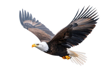 Obraz premium A majestic eagle soaring gracefully through the sky, showcasing its impressive wingspan and striking plumage.