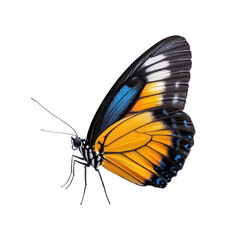 A vibrant butterfly showcasing striking blue, orange, and black wings, perfect for nature and wildlife themes in photography.