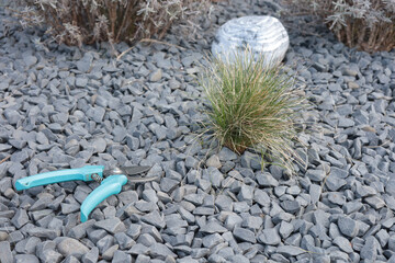 pruning bush. man with scissors trims hedge.