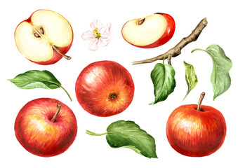 Red sweet Apple fruits with flower and green leaves set. Hand drawn watercolor illustration isolated on white background