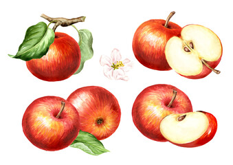 Red sweet Apple fruits with flower and green leaves set. Hand drawn watercolor illustration, isolated on white background