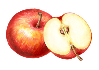 Red sweet Apples, Hand drawn watercolor illustration, isolated on white background