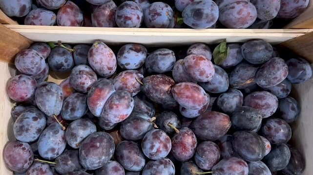 Freshly picked plums in wooden crates slide tracking shot in top view