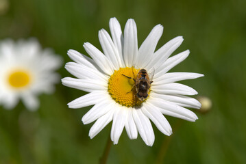 Obraz premium Eristalis arbustorum hoverfly on Oxeye daisy, taken near Salisbury, England.