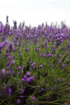 lavender field in region
