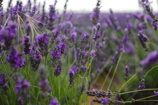 field of lavender