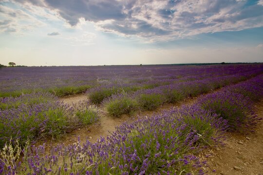 lavender field 