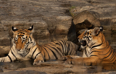Tiger cubs in a water body at Panna Tiger Reserve, Madhya pradesh, India